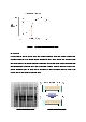 중합효소연쇄반응 PCR (Polymerase Chain Reaction) 예비레포트 [A+]   (8 )